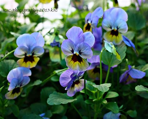 Pansies Pansies Flowers Pansy Flower Roses Pretty Colours Pretty