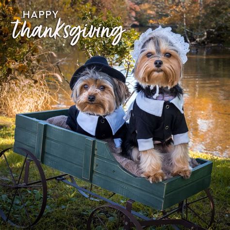 Happy Thanksgiving | Dog thanksgiving, Dog pictures, Dog images