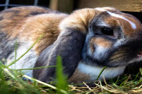 When Do Lionhead Rabbits Grow Their Mane Hook Timeline Atractivopets