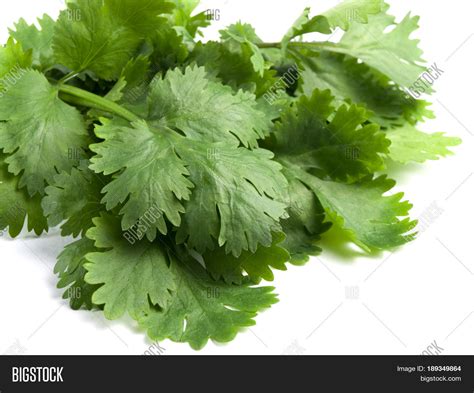 Cilantro Herb Leaf Image And Photo Free Trial Bigstock