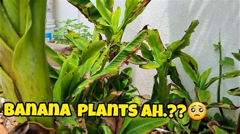 1st Ever Banana Plant Found In Our Home Banana Tree Illa Plant