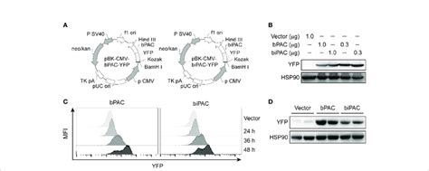 Overexpression Of Bpac Or Bipac In Raw 264 7 Cells A Plasmid Scheme