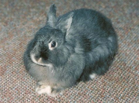 jersey wooly rabbit 6
