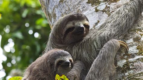 Three Toed Sloth