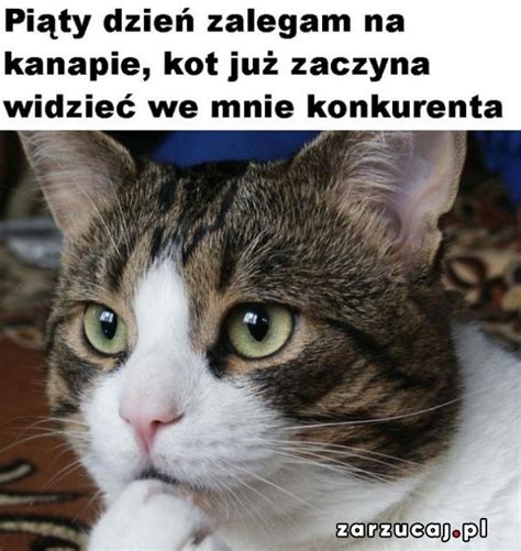 Typowy Kot Najlepsze Memy I Obrazki O Kotach Mieszne Memy Z Kotami W