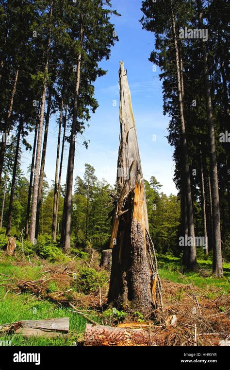 tree, pointed, conifer, snag, conifer forest, forest, tree, trees ...