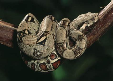 Boa Constrictora Serpientepedia