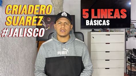 La Mejores Lineas De Gallos Youtube