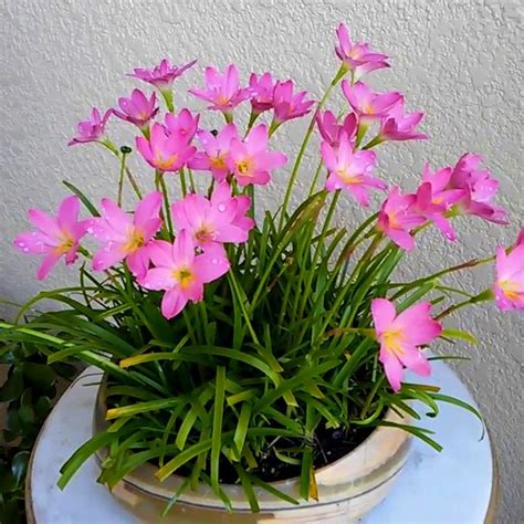 Jual Tanaman Hias Rain Lily Pink Kuning Putih Lili Hujan