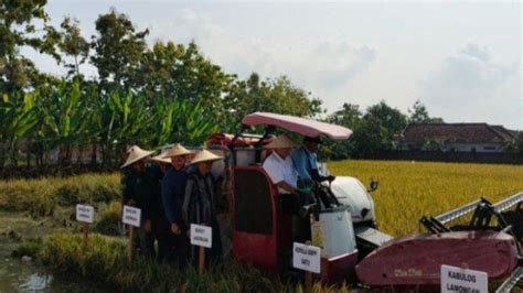 Lamongan Lakukan Panen Program Padi Nusantara 1 Juta Hektare Yang