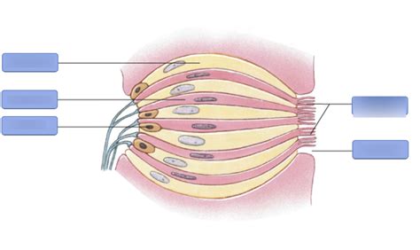 gustatory receptors Diagram | Quizlet