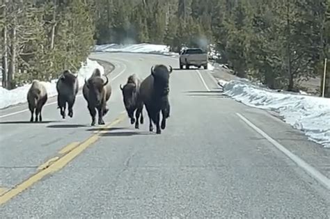 Watch Bison Charge At Car At Yellowstone