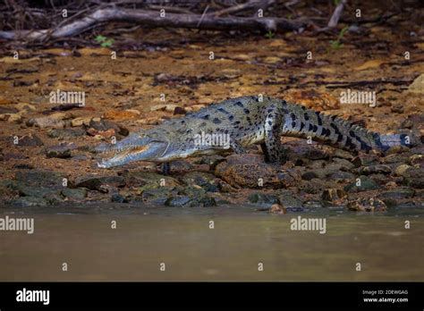 Cocodrilo americano Crocodylus acutus a orillas del lago Gatún