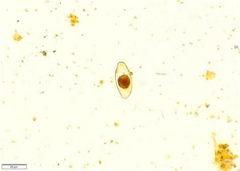 Parasitology Controllab