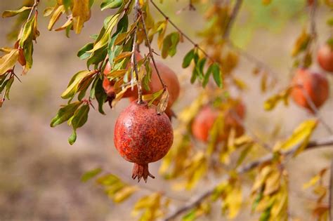 How To Fertilize Pomegranate Trees Gardener S Path Gardenerpath