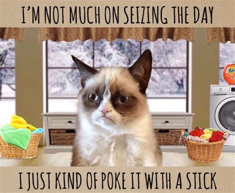 Grumpy Cat Life 🧺 Grumpy Cat Humor Grumpy Cat Funny Frogs