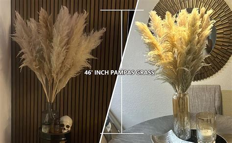 St Ck Pampas Grass Gro Pampas Grass Xxl Pampas Grass Deko Gross