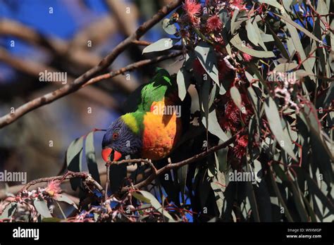 Rainbow Lorikeet, Queensland, Australia Stock Photo - Alamy