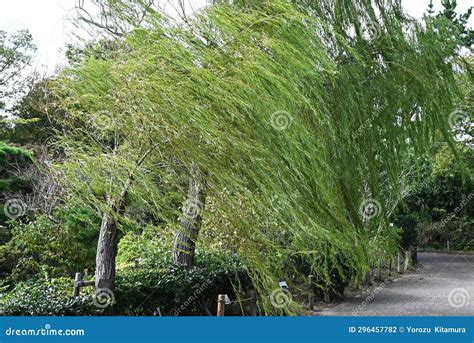 Weeping Willow Salix Babylonica Tree Salicaceae Dioecious