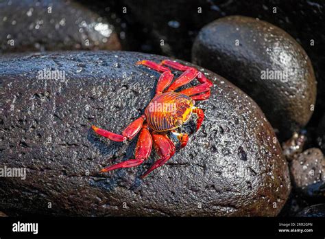 Galapagos Crab By Rock Hi Res Stock Photography And Images Alamy