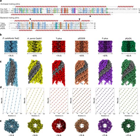 Comparison Of Archaeal And Bacterial Conjugative Pili A Sequence