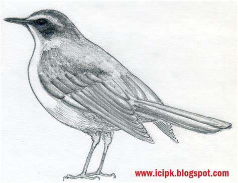 Little Bird Pencil Drawing | http://icipk.blogspot.com