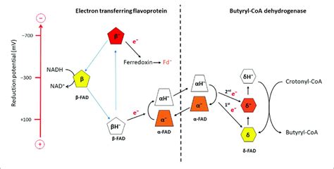 Scheme Of Electron Bifurcation In The Etfab Bcd Complex The