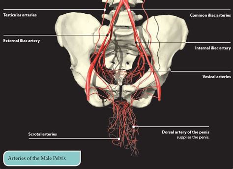 6 The Pelvis Basicmedical Key