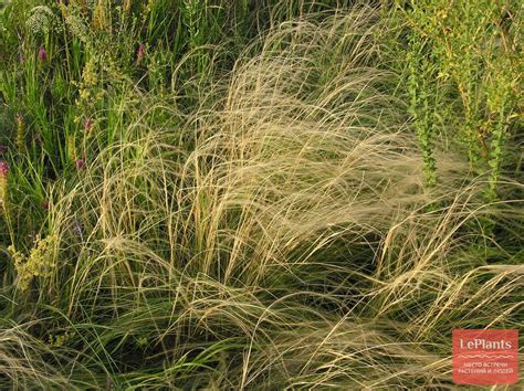 Ковыль (Stipa) — описание, выращивание, фото | на LePlants.ru