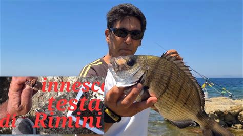 Innesco La Testa Del Verme Di Rimini Fishing With Bobbit Worm E La Uso