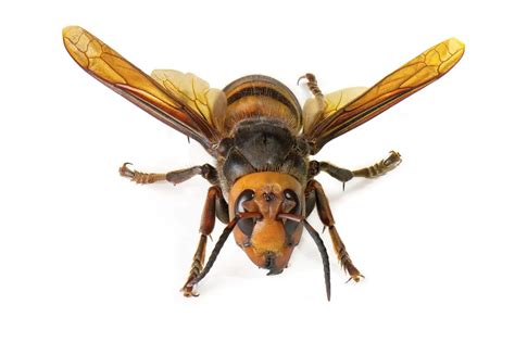 Can Murder Hornets Come To Hawaii Aloha Termite And Pest Control