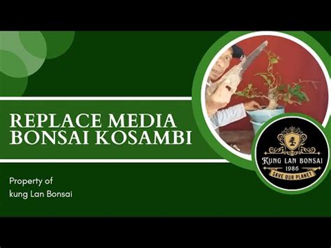 Ganti Media Bonsai Kosambi Untuk Mempercepat Pertumbuhan Cabang Kung