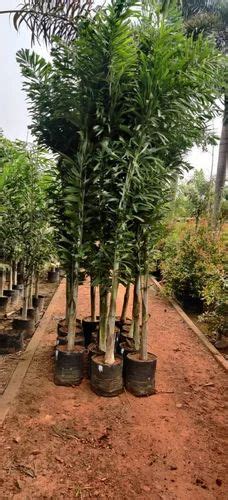 Natural Hyophorbe Lagenicaulis Foxtail Palm Tree Plant For Garden At