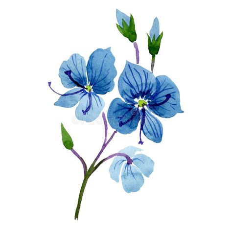 Fleur Bleue De Veronica D aquarelle Fleur Botanique Florale Élément D