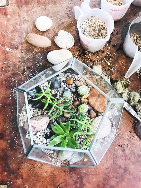 Diy Succulent Dish Garden Planter Terrarium Cacti Houseplants Easy Care