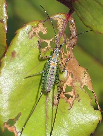 Scudderia Furcata Nymph Scudderia Mexicana BugGuide Net