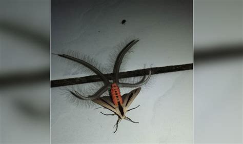 This Creatonotos Gangis Moth Filmed In Indonesia Is Giving People