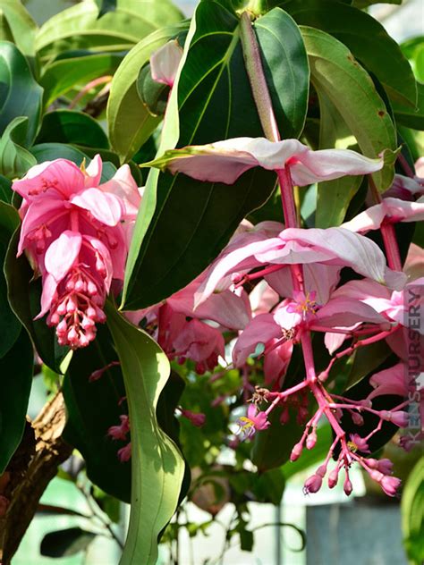 Neon Chandelier Tree Medinilla Cummingii Kens Nursery