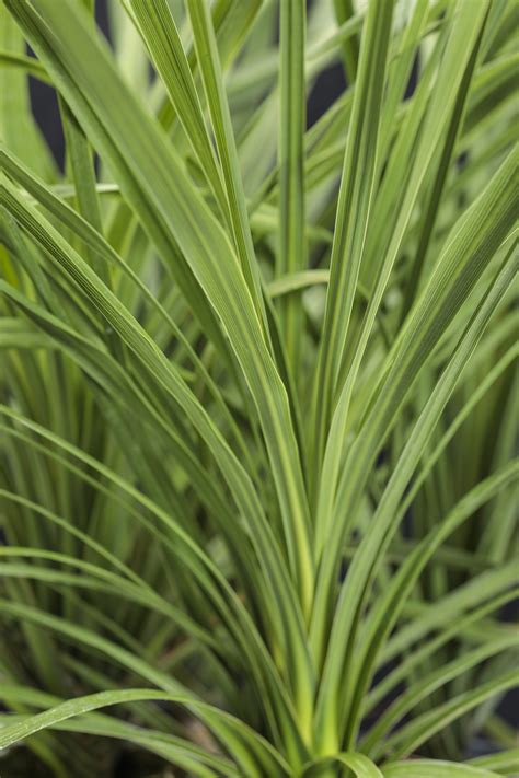 Proven Accents® - Spikes - Dracaena indivisa | Proven Winners