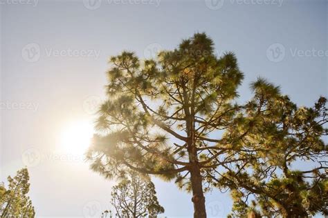 The crown of a tree 23215626 Stock Photo at Vecteezy