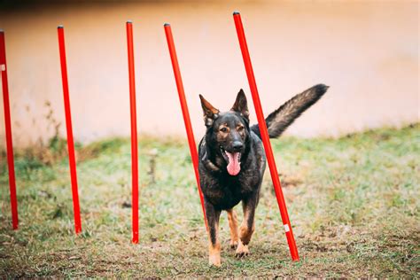 Mastering German Shepherd Agility Training: A Comprehensive Guide - Everything LOVED for German ...