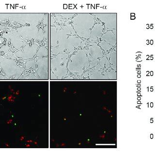 Attenuation Of Tnf Induced Apoptosis By Dex Pretreatment Cells Were