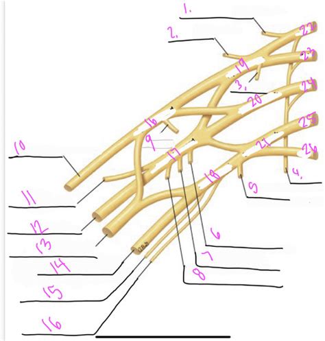 Brachial Plexus Flashcards Quizlet