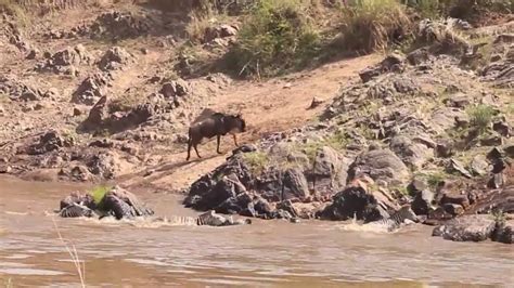 Masai Mara Safari Youtube