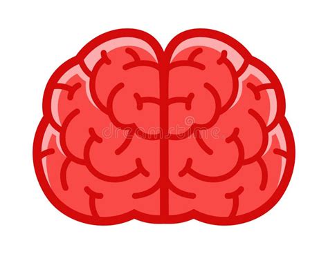 Brain Front View Stock Illustration Illustration Of Sides 27437106