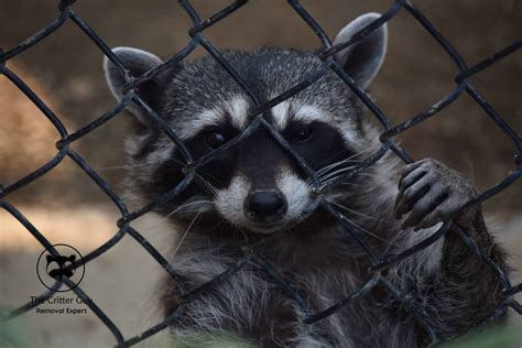 do raccoons eat cats 1
