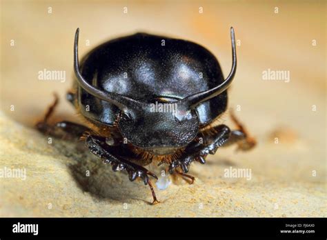 Bull Beetle High Resolution Stock Photography And Images Alamy