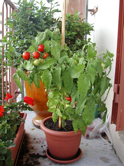 Terrace Vegetable Garden