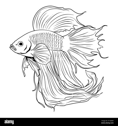 Betta Fish Coloring Pages For Kids Stock Vector Image And Art Alamy