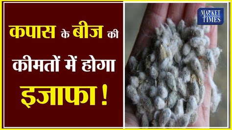 कपास के बीज की कीमतों में होगा इजाफा Cottonseeds Kapas कपास Cotton Youtube